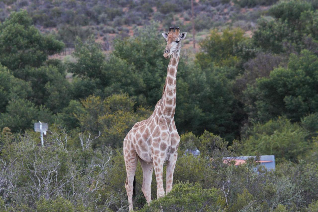 Zwartberg View Mountain Lodge Oudtshoorn Exterior photo